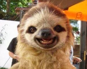 A smiling sloth receiving quality dental care.